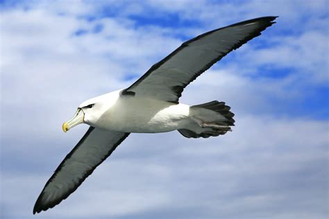 What Is An Albatross In Golf? - Fore Putt Golf