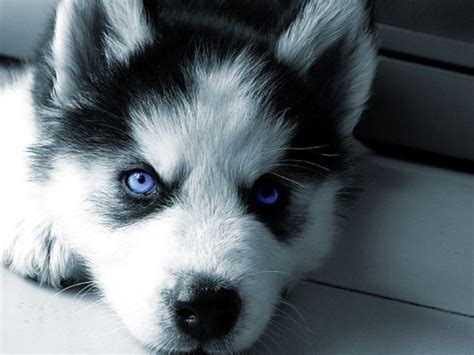 my husky - Siberian Huskies Photo (16707968) - Fanpop