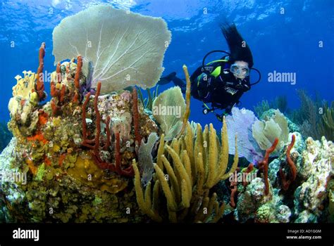 diver and tropical coral reef, underwater, British Virgin Islands Stock ...