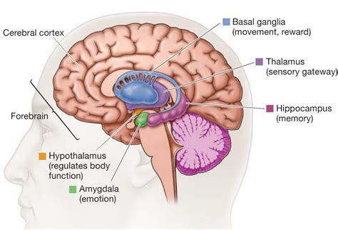 BasalGanglia - DocMuscles