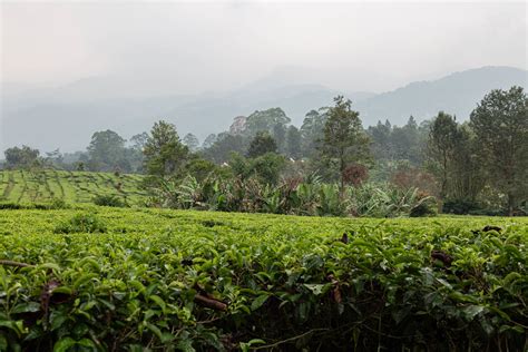 Tea Plantation | Puncak Gunung Mas Tea Gardens | Barry Eggleton | Flickr