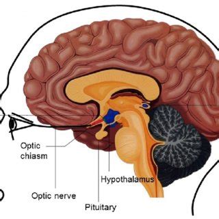 Schematic diagram of the hypothalamus-pituitary-adrenal gland (HPA)... | Download Scientific Diagram