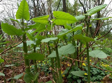 Japanese Knotweed: Edible, Medicinal, Invasive! – Philadelphia Orchard Project