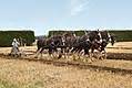 Category:Horse ploughing contests - Wikimedia Commons