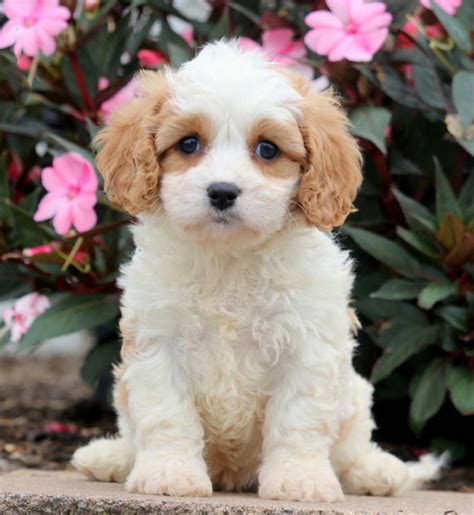 Learn All About Our Amazing Cavachon Puppies | Charming Puppies