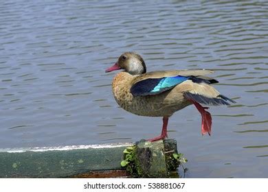 Brazilian Duck Brazilian Teal Amazonetta Brasiliensis Stock Photo ...