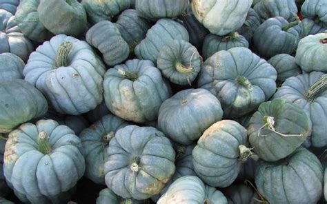 20+ blue pumpkins 💎 🎃 BEST varieties for fall decor