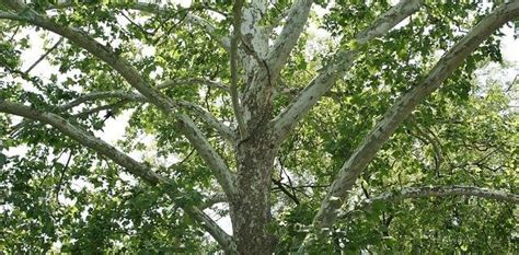 Sycamore tree shedding bark? (Explained and Solved!)