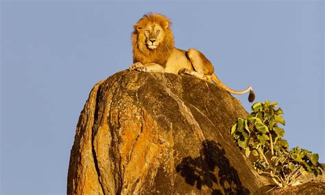 Safari en el corazón de Tanzania Parque Naciona Tarangire Africae Travel