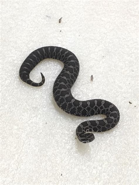 Juvenile eastern massasauga rattlesnake (Sistrurus catenatus) I caught ...