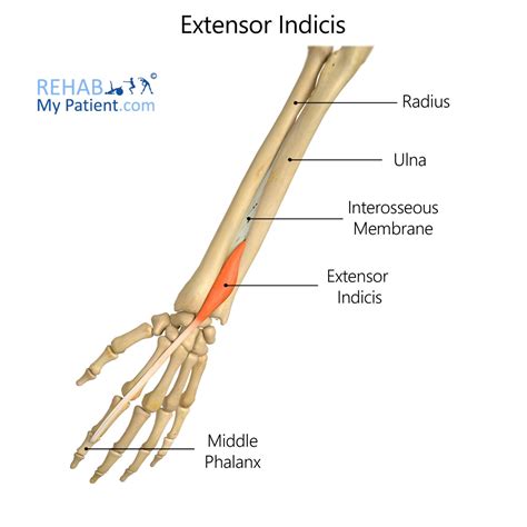 Extensor Indicis | Rehab My Patient