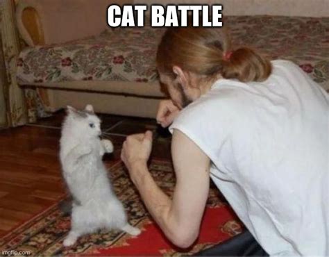 Fighting cat - Imgflip