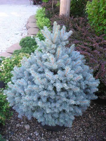 Dwarf Evergreen Trees Height - Thuem Garden Plant