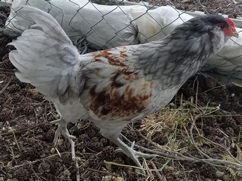 Ameraucana Chicken: A Bird That Lays Blue Eggs - BackyardChickensHQ