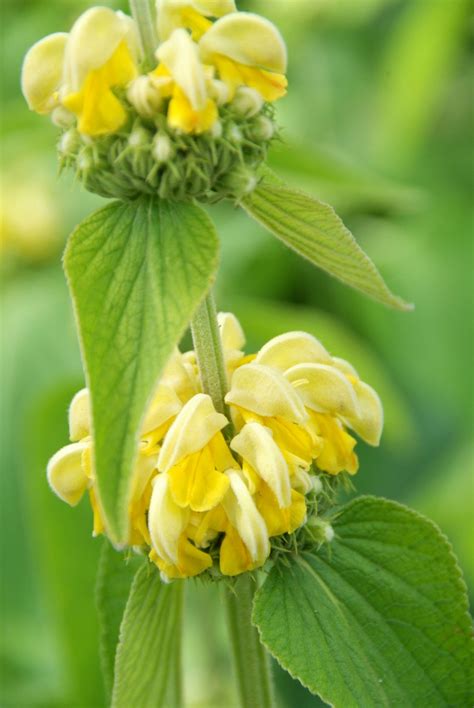 Phlomis - Perennial Power