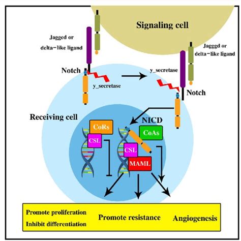 Schematic overview of the Notch signaling pathway. Ligands of the... | Download Scientific Diagram