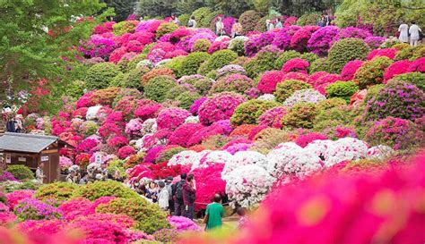 Spring Flowers in Japan: When & Where to Go (Top Tips)