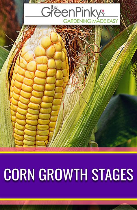 Corn Growth Stages