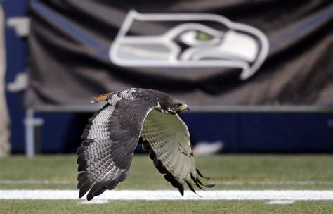 Taima the hawk (Seattle Seahawks) | SportsMascots Wikia | FANDOM ...