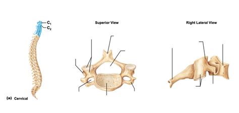 Cervical vertebrae labeling Diagram | Quizlet