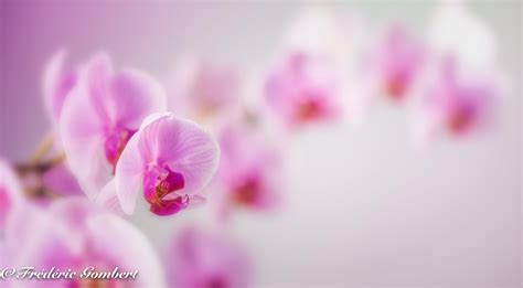 Pink orchid in macroshot HD wallpaper | Wallpaper Flare