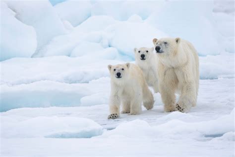 4 Arctic species that depend on ice - WWF.CA