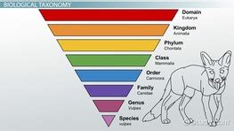 Spontaneous Generation: Definition, Theory & Examples - Video & Lesson Transcript | Study.com