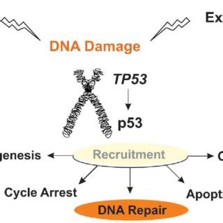 Schematic view of the TP53 gene functions. The protein p53 when... | Download Scientific Diagram