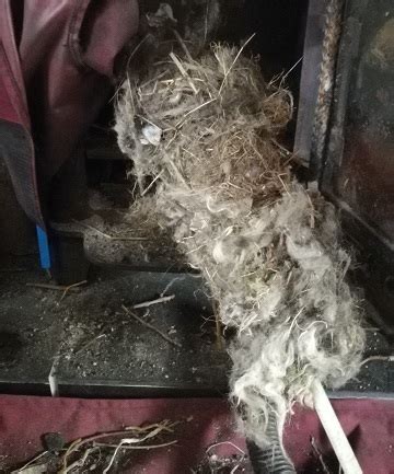 Bird Nest Removal - David Joseph Chimney Care Ltd