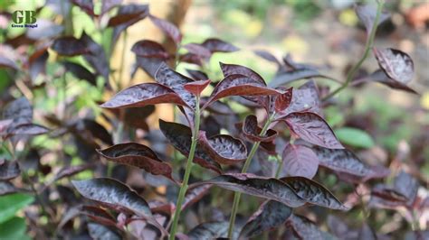 How to propagate Loropetalum from cutting with update - YouTube