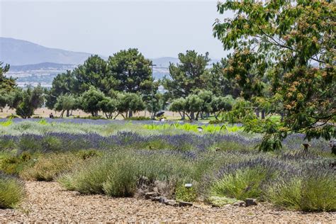 Lavender Fields Free Stock Photo - Public Domain Pictures