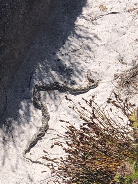 Saw this one on my hike today, any idea what snake it is? : r/southafrica