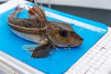 Gurnard, Grey | Planet Sea Fishing