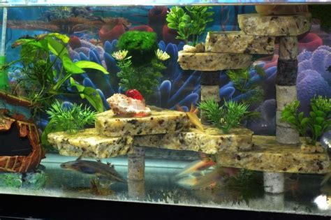 9 best Axolotl/ tank ideas images on Pinterest | Aquarium ideas, Axolotl tank and Fish tanks