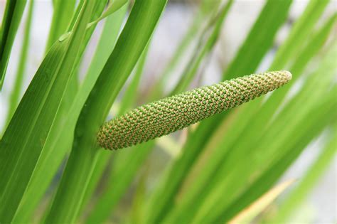 Calamus Root (Acorus calamus) – Natural Alchemy