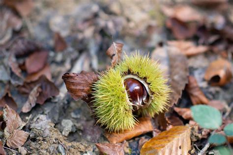 Chinese Chestnut Trees: Care and Growing Guide