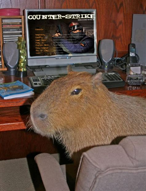 CSGO pro player. : r/capybara