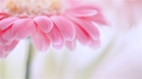 Bright Flower Wallpaper (71+ pictures) - WallpaperSet