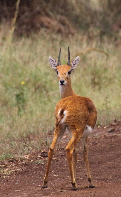 Oribi - Ourebia ourebi | One of the rarer Antelope at Ruma N… | Flickr