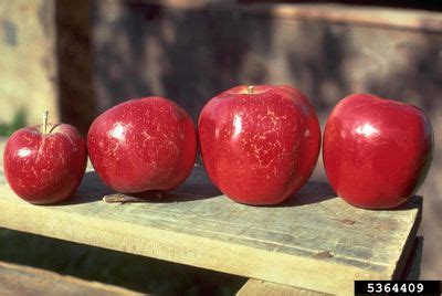 What Is Apple Russeting - Learn About The Causes Of Apple Russet