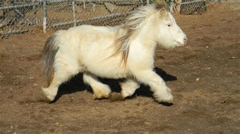 she is SO fluffy! had to share these pics! | Horses, Cute ponies, Cute ...