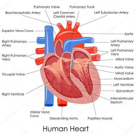 Anatomia do coração humano imagem vetorial de © stockshoppe #41264283