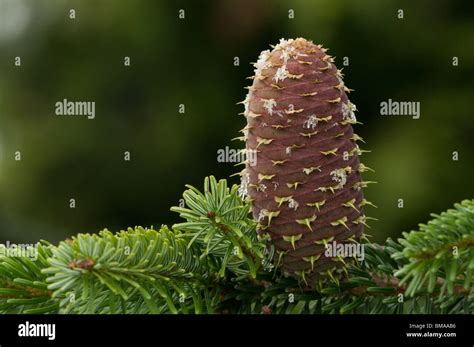 Nordmann Fir (Abies nordmanniana), twig with cone Stock Photo - Alamy