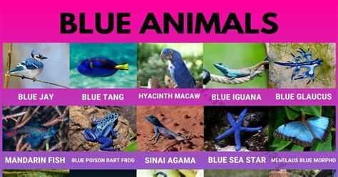 Blue Animals: Names of 25 Strange Blue Animals in the World - Visual Dictionary