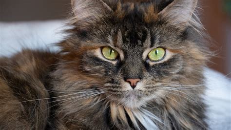 Canada’s Most Popular Cat Breeds | Rover.com