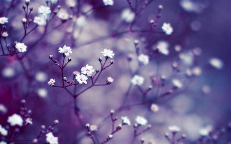 Free download Nature Flowers Macro Mac Wallpaper Download Free Mac ...