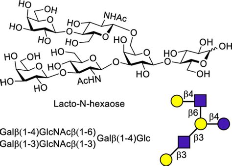 Oligosaccharide Assembly - GlycoWorld