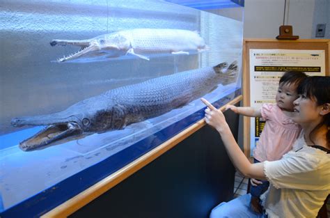 Aichi aquarium displays invasive alligator gar caught in Nagoya Castle ...