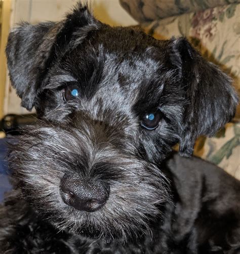 Schnauzer Puppies For Sale | Pasadena, TX #307478