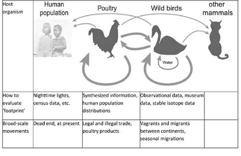 Diagrammatic summary of transmission routes of avian influenza viruses ...